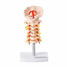 Modelo Anatômico Coluna Cervical - Anatomic
