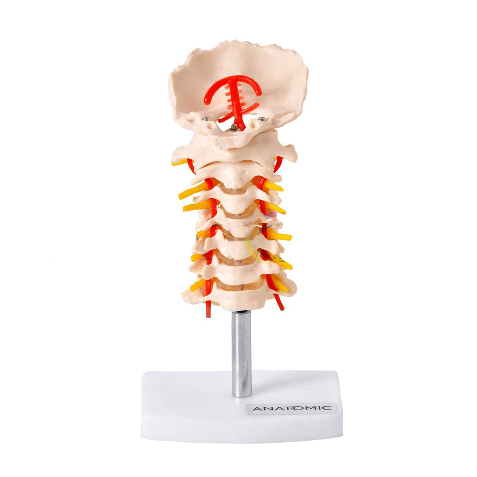 Modelo Anatômico Coluna Vertebral - Anatomic